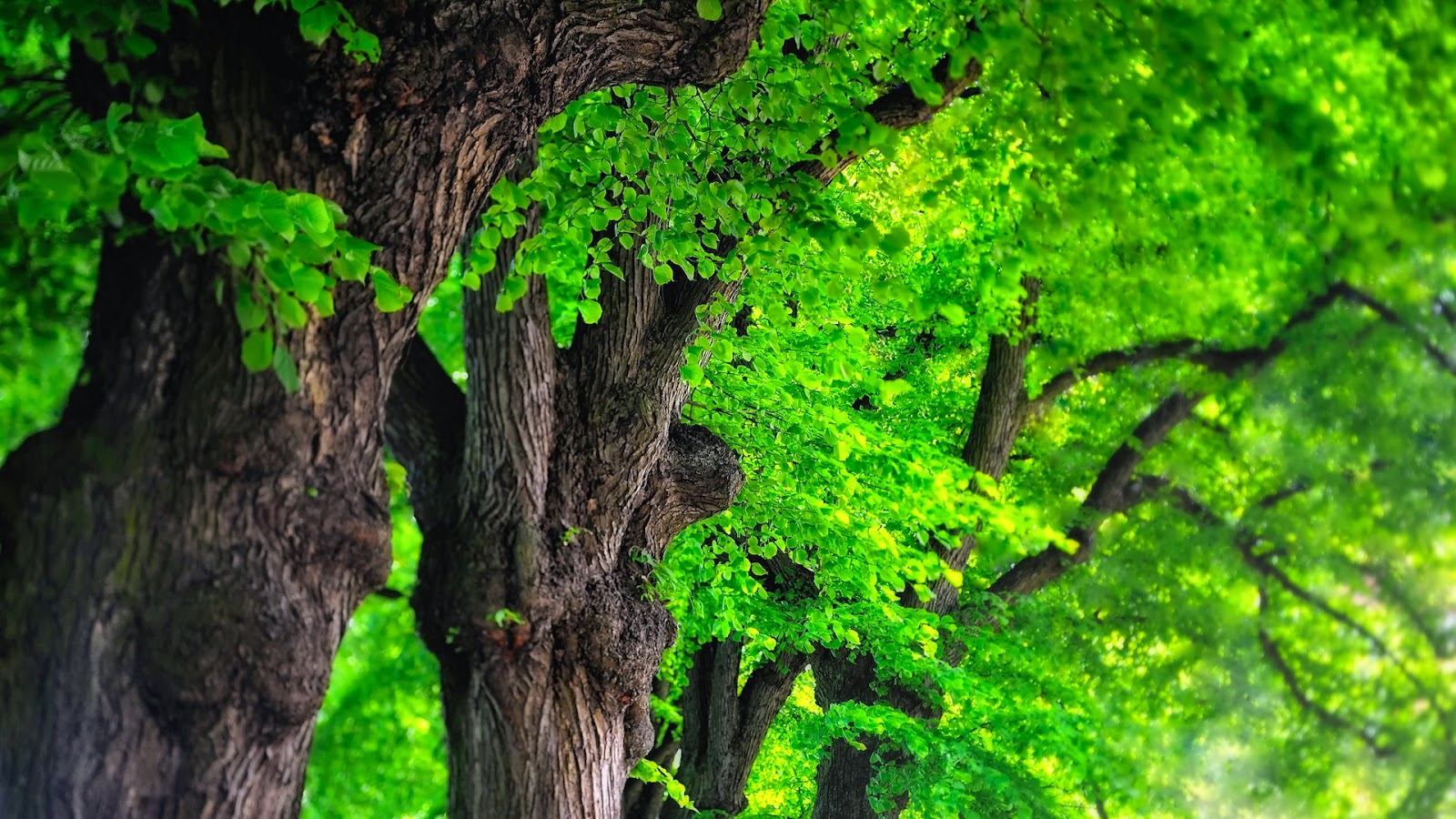 Wallpapers HD 1080p Free Download For Windows 7 Get All